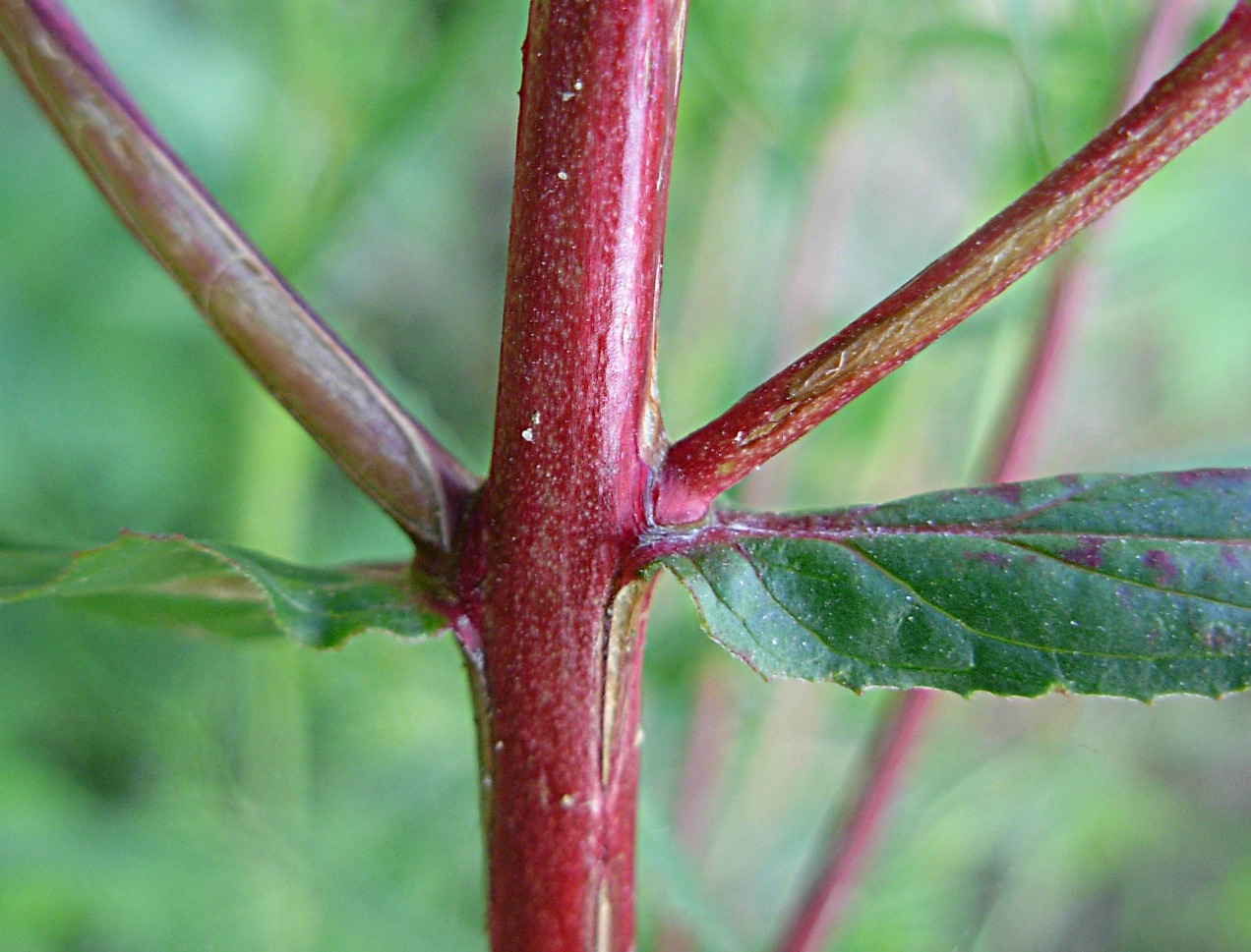 Epilobium tetragonum ssp. tetragonum/Garofanino quadrellato
